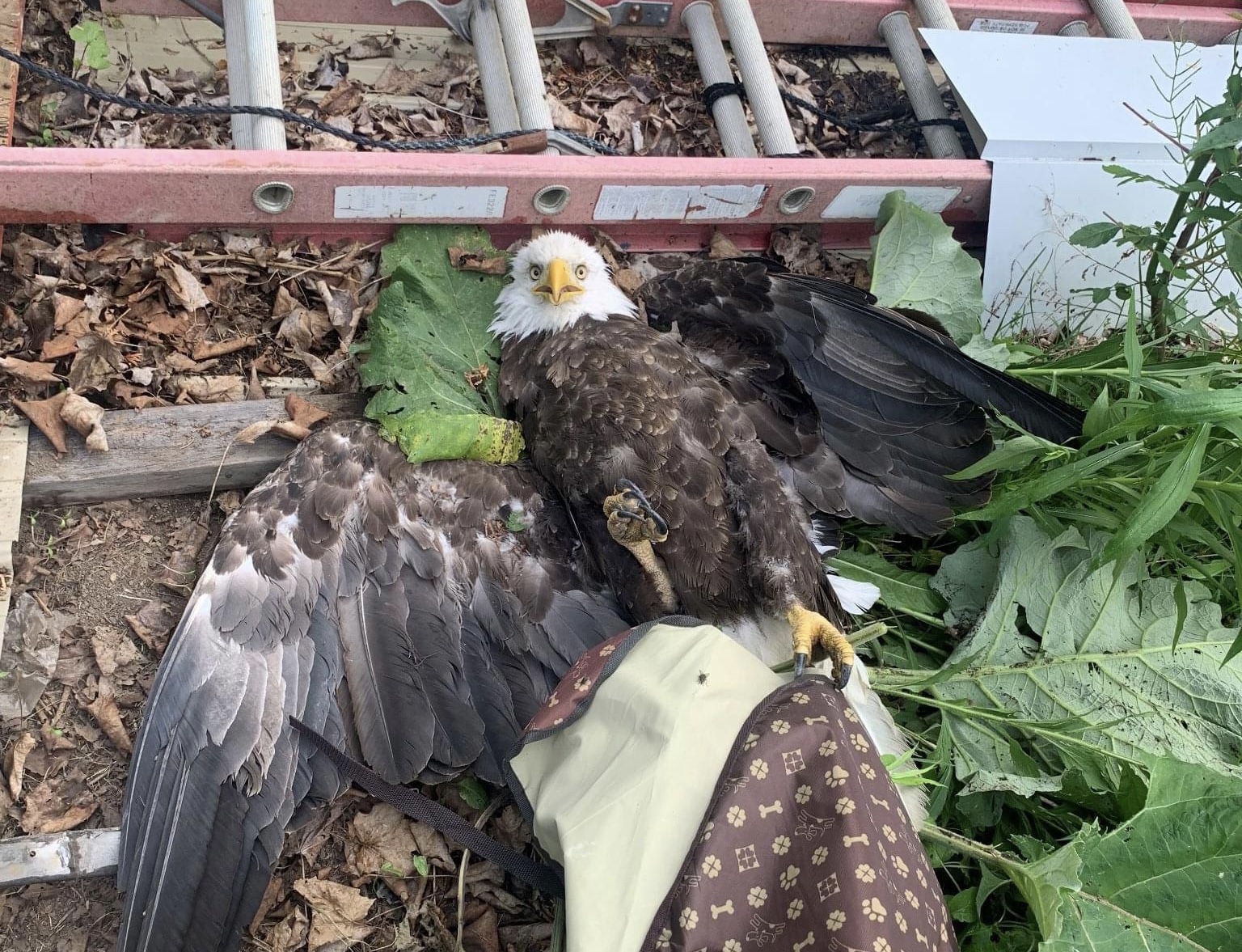 Trooper almost saves injured bald eagle after vehicle accident The