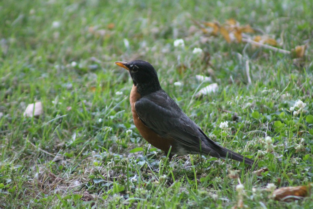 Robin Exploring Exploring the Western NY Wilds: Robins are not a sign of spring - The ...