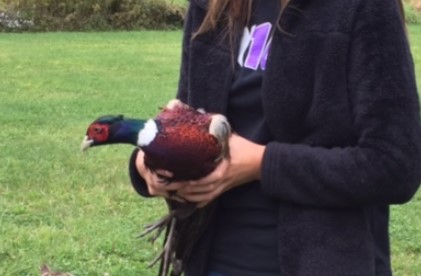 Over 6000 pheasants are culled in bird flu outbreak near Ithaca NY ...