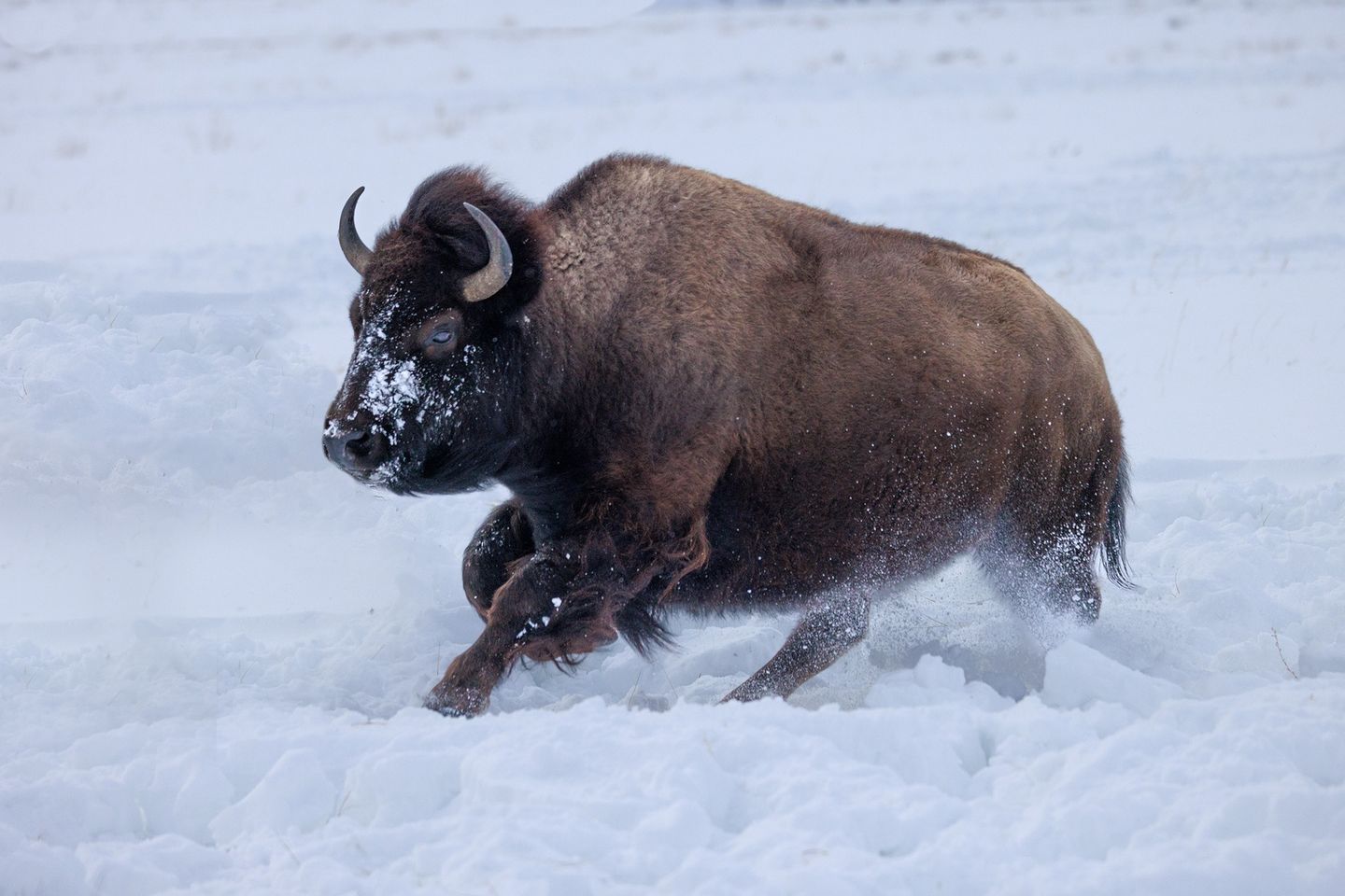 Sheriff Fatal Motorcycle Crash in Addison NY The HORNELL SUN