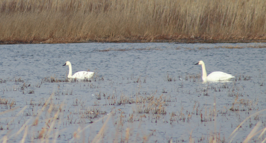 Exploring the Western NY Wilds: Tundra swans – the ultimate sign