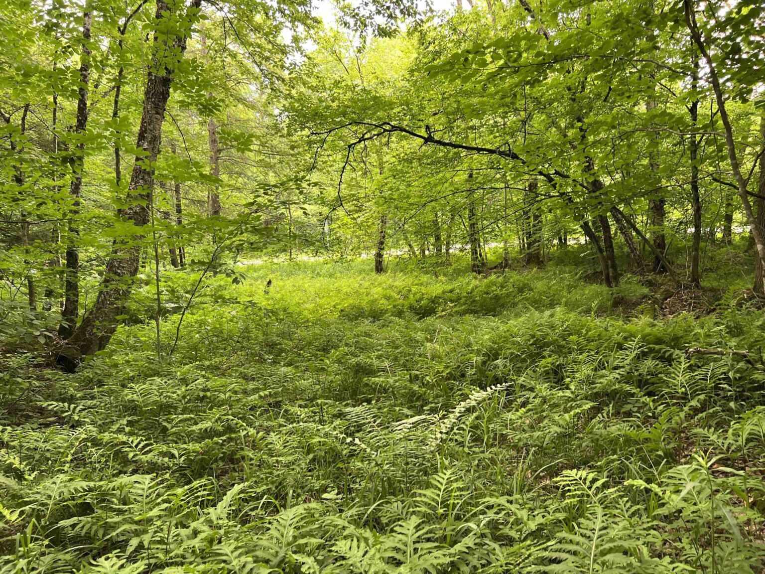 NY Landquest For Sale Property near 4600 acre Taylor Valley State