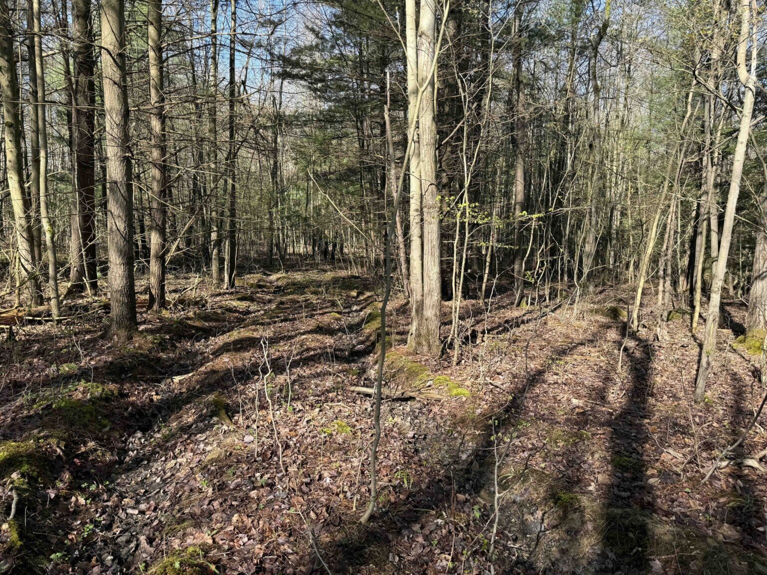 NY Landquest For Sale Go off the grid!! Property with road frontage in Arkport NY The HORNELL SUN