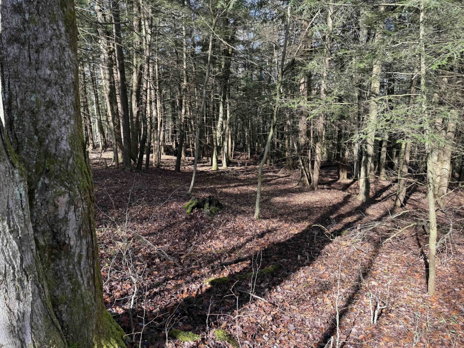 NY Landquest For Sale Go off the grid!! Property with road frontage in Arkport NY The HORNELL SUN