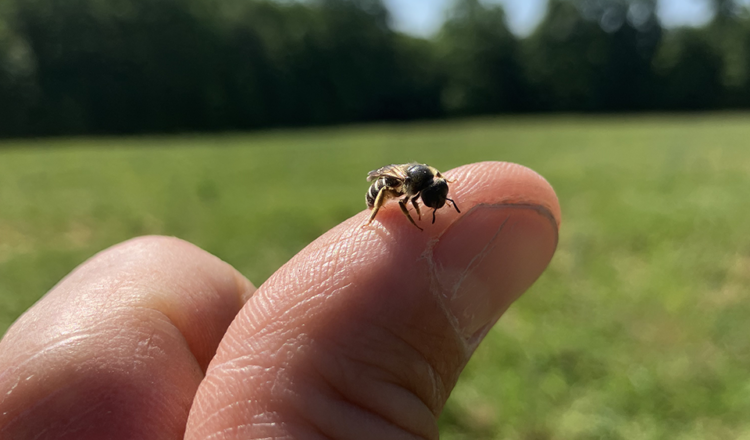 Out with the old, in with the buzz! Our Concord vineyard is transforming into a pollinator paradise!