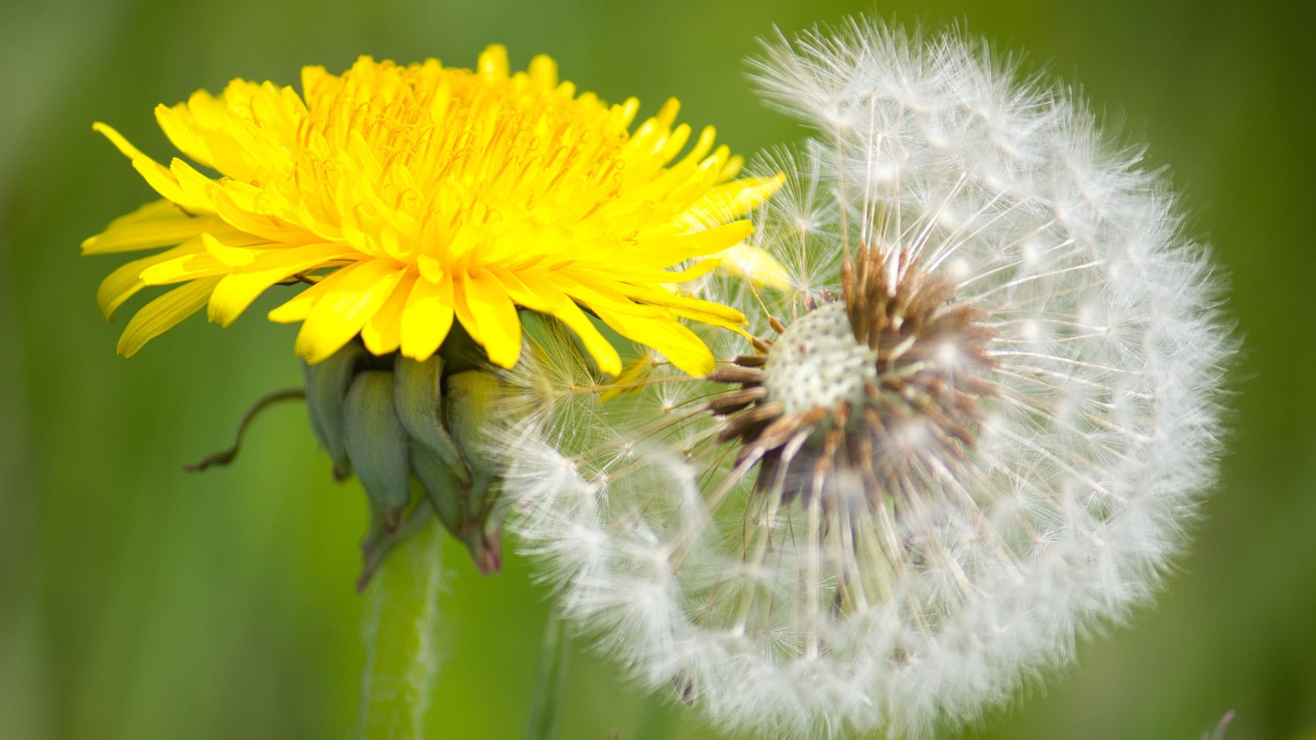 Master Gardener Volunteer Weed Series Dandelion (Taraxacum officinale