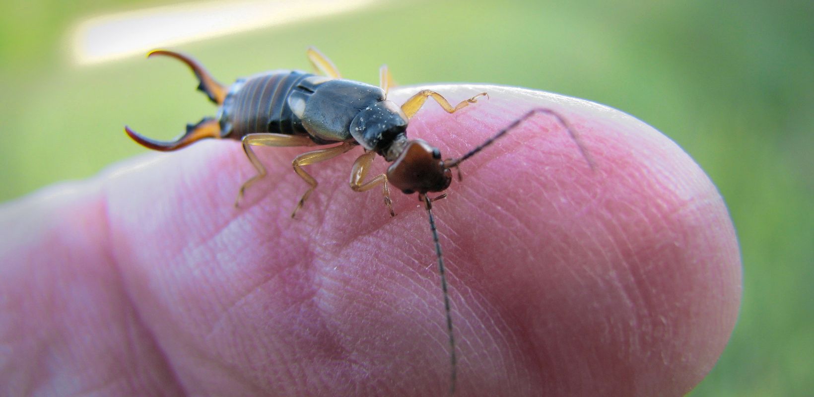 Master Gardener Volunteer Series: What’s Up with the Earwigs? - The ...