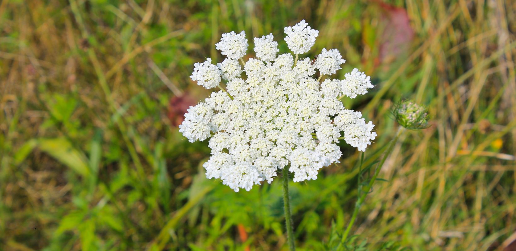 Cornell Cooperative Extension Definition of a Native Plant The