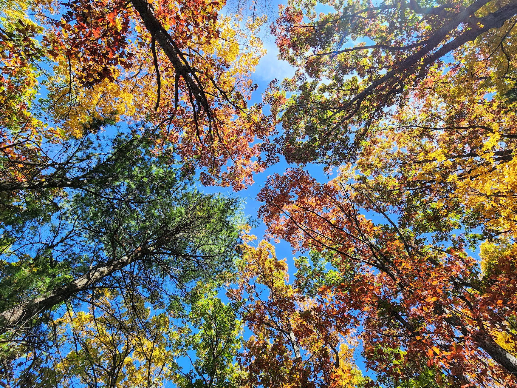 NY Landquest For Sale 85 acres of paradise in Dansville NY The