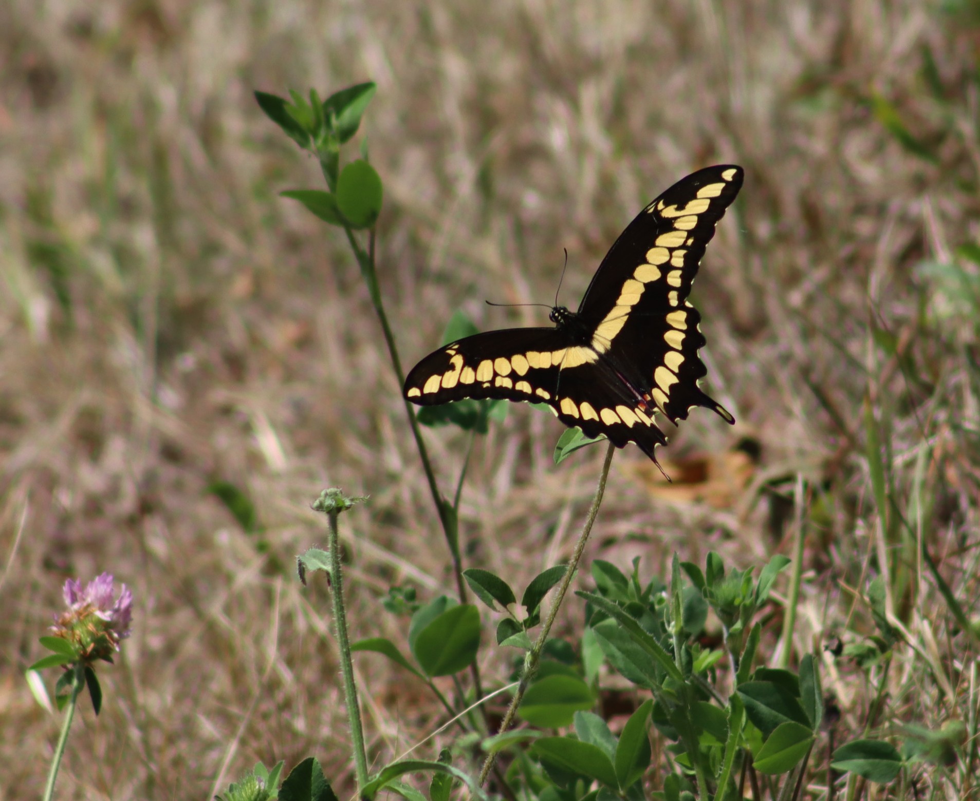 Exploring the Western NY Wilds: Giant swallowtail - The HORNELL SUN
