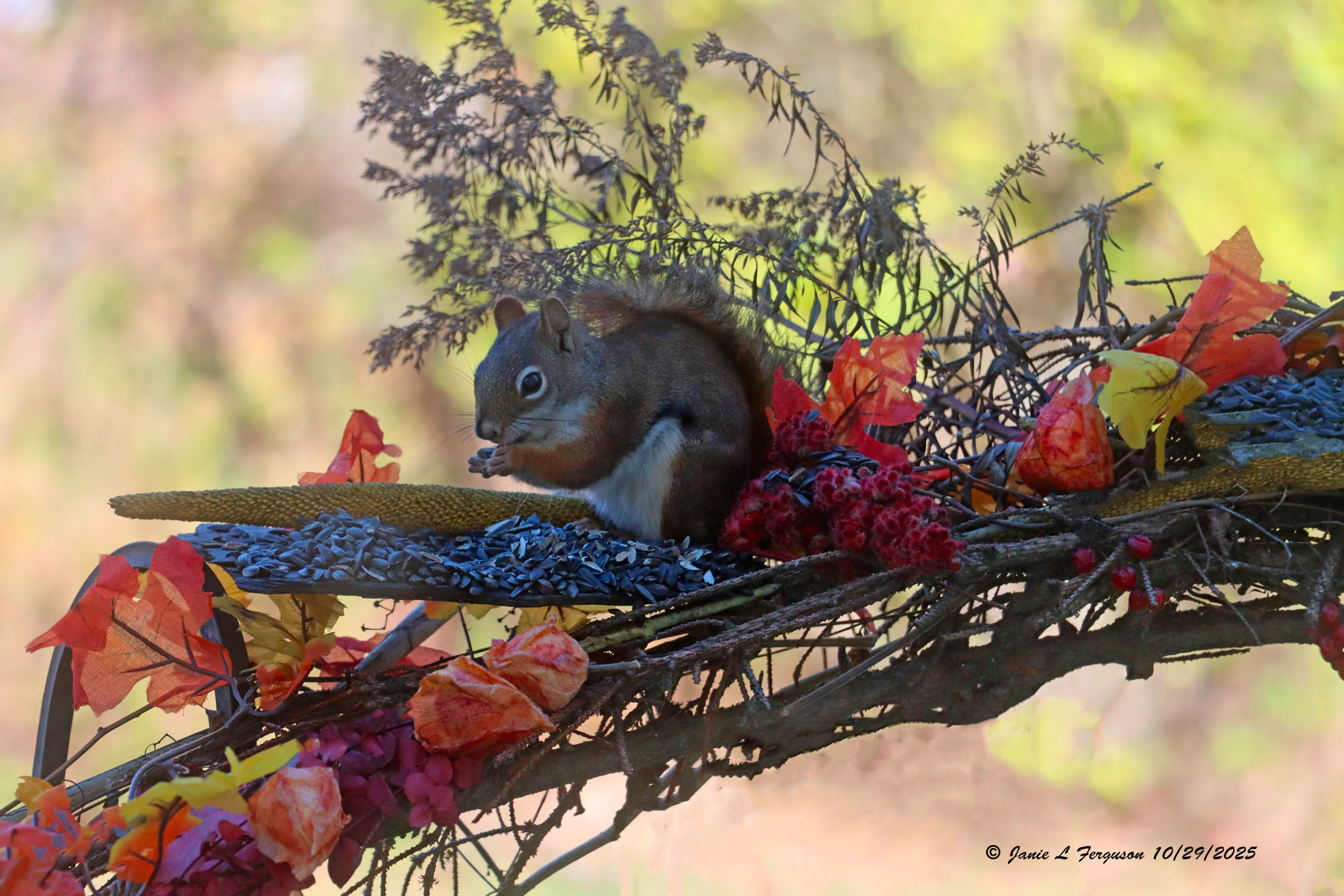 Photos October ends in Steuben County The HORNELL SUN